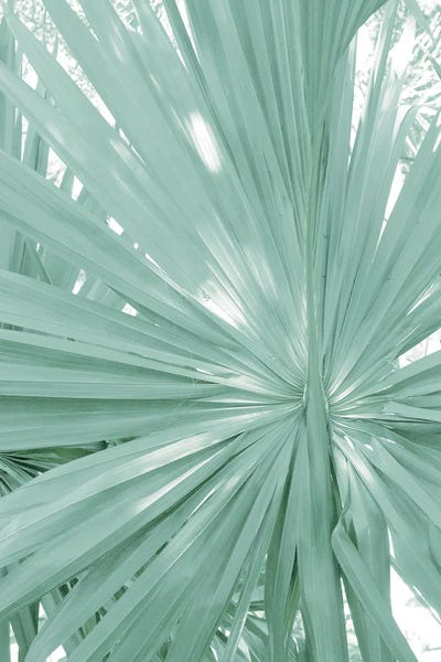 Tropical Fan Palm Finesse II by Anita's & Bella's Art framed canvas print