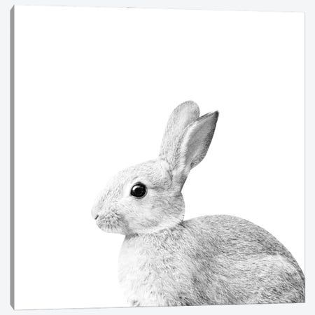White Baby Bunny I Canvas Print #ABM295} by Anita's & Bella's Art Canvas Print