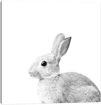 White Baby Bunny I Canvas Art Print - Anita's & Bella's Art