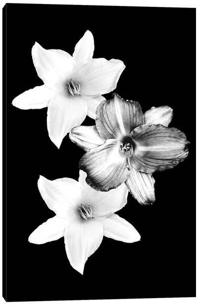 White Lilies On Black I Canvas Art Print - Lily Art
