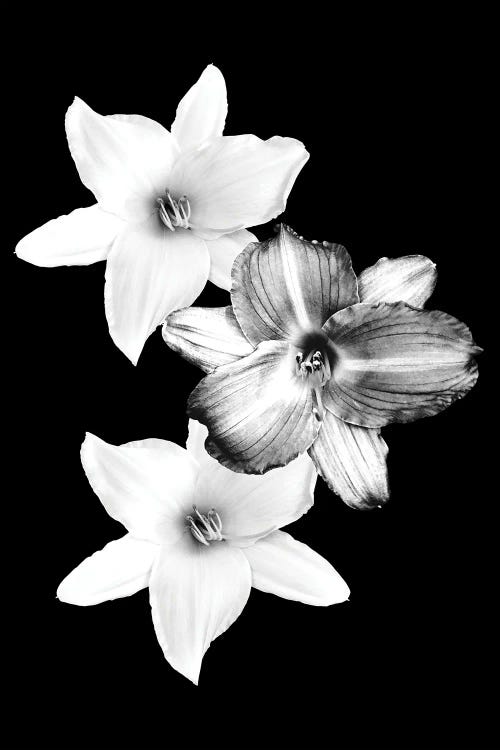 White Lilies On Black I