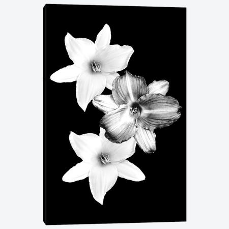 White Lilies On Black I Canvas Print #ABM296} by Anita's & Bella's Art Canvas Art Print