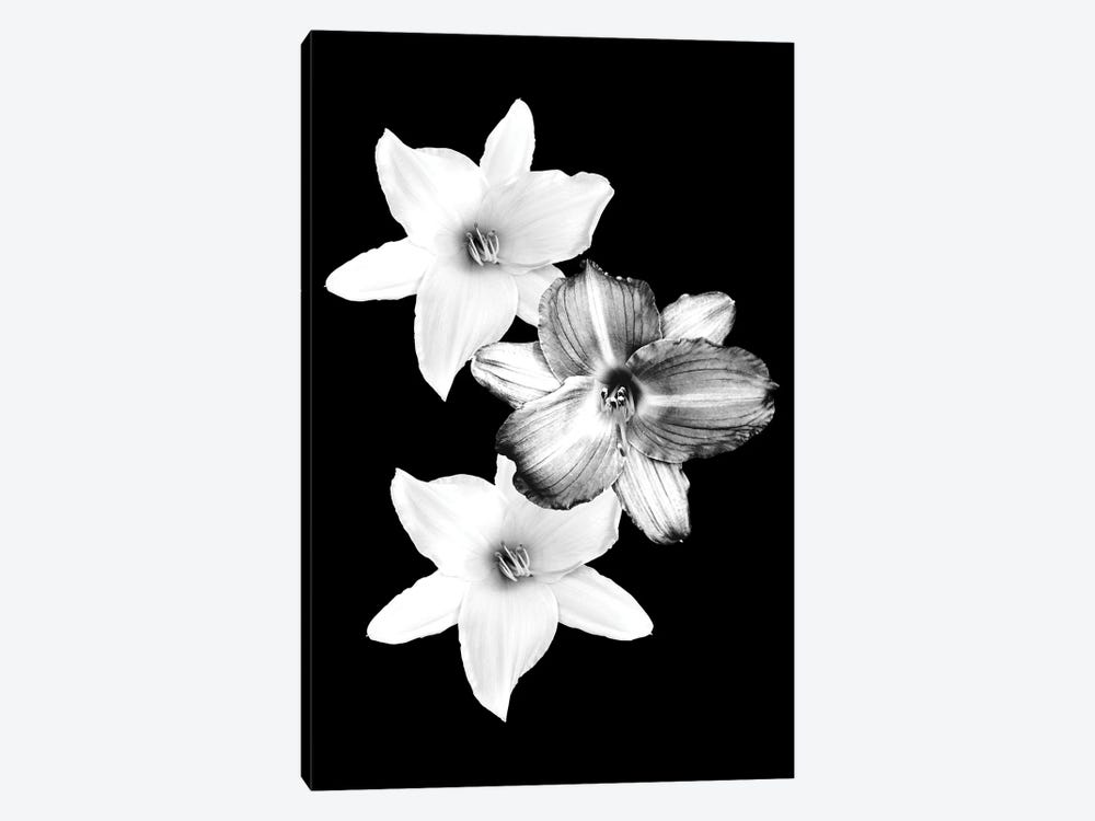 White Lilies On Black I by Anita's & Bella's Art 1-piece Art Print