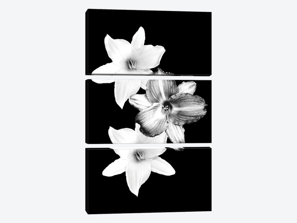 White Lilies On Black I by Anita's & Bella's Art 3-piece Canvas Art Print