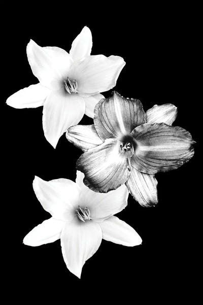 Lilies: White Lilies On Black I by Anita's & Bella's Art