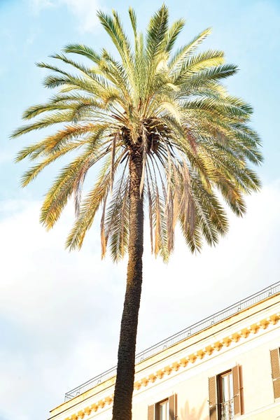 Anita's & Bella's Art: Bella Roma - Palm In Rome I by Anita's & Bella's Art
