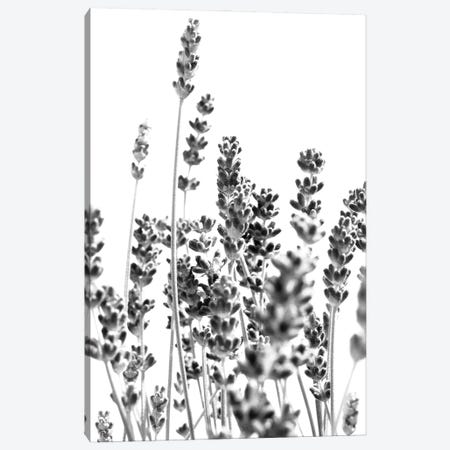 Fresh Lavender In Black White I Canvas Print #ABM315} by Anita's & Bella's Art Canvas Art