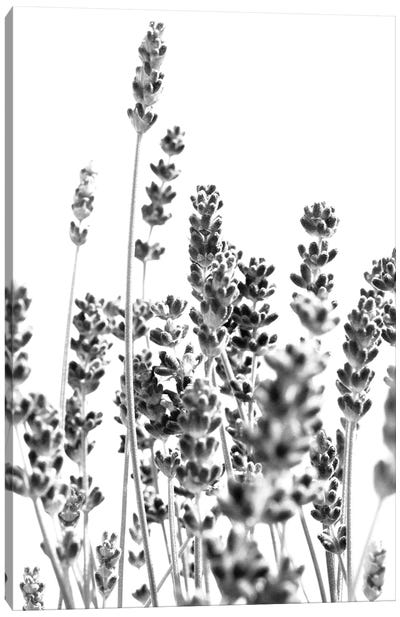 Fresh Lavender In Black White I Canvas Art Print - Lavender Art