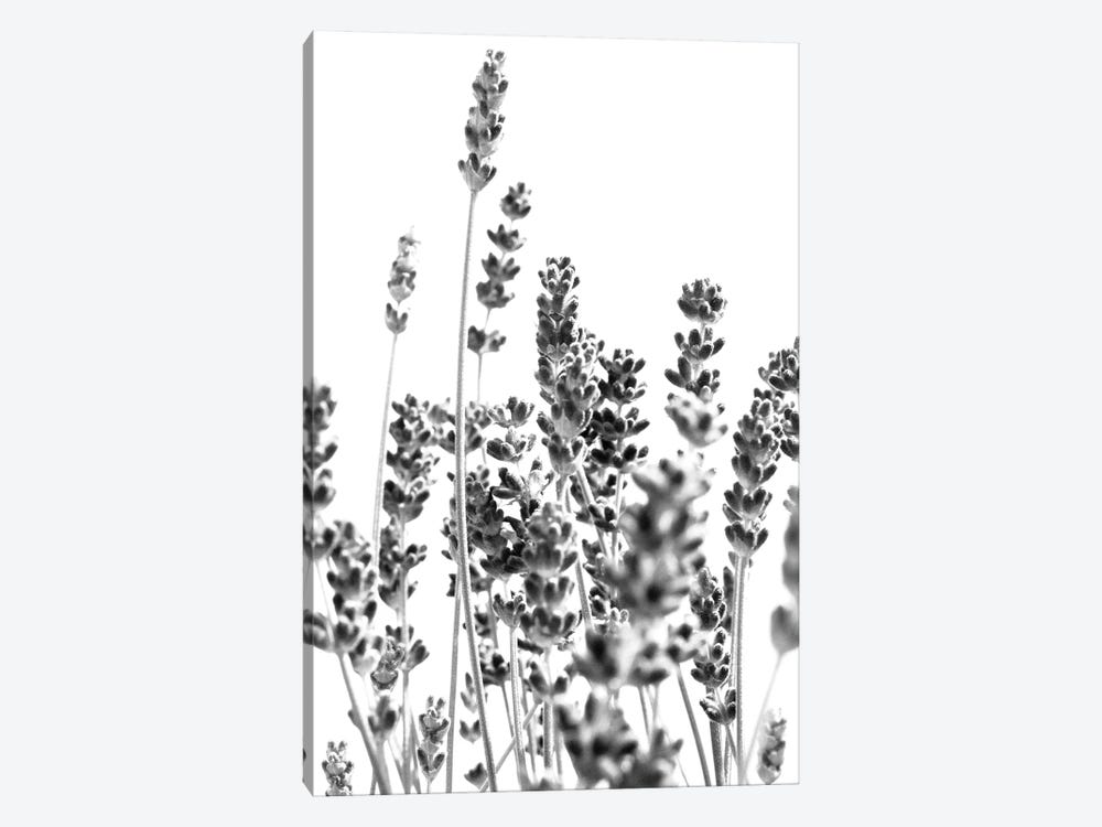 Fresh Lavender In Black White I by Anita's & Bella's Art 1-piece Canvas Art Print