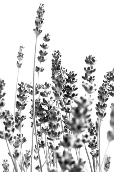 Minimalist Photography: Fresh Lavender In Black White I by Anita's & Bella's Art