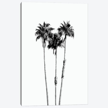 Palm Trees Black White Vibes VII Canvas Print #ABM320} by Anita's & Bella's Art Canvas Artwork