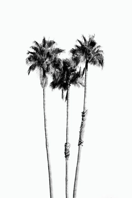 Palm Trees Black White Vibes VII