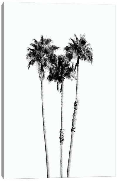 Palm Trees Black White Vibes VII Canvas Art Print - Anita's & Bella's Art