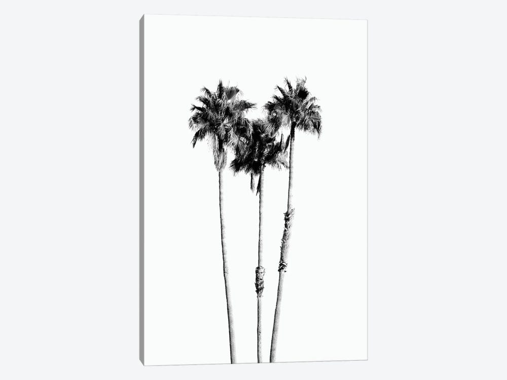 Palm Trees Black White Vibes VII by Anita's & Bella's Art 1-piece Canvas Art Print