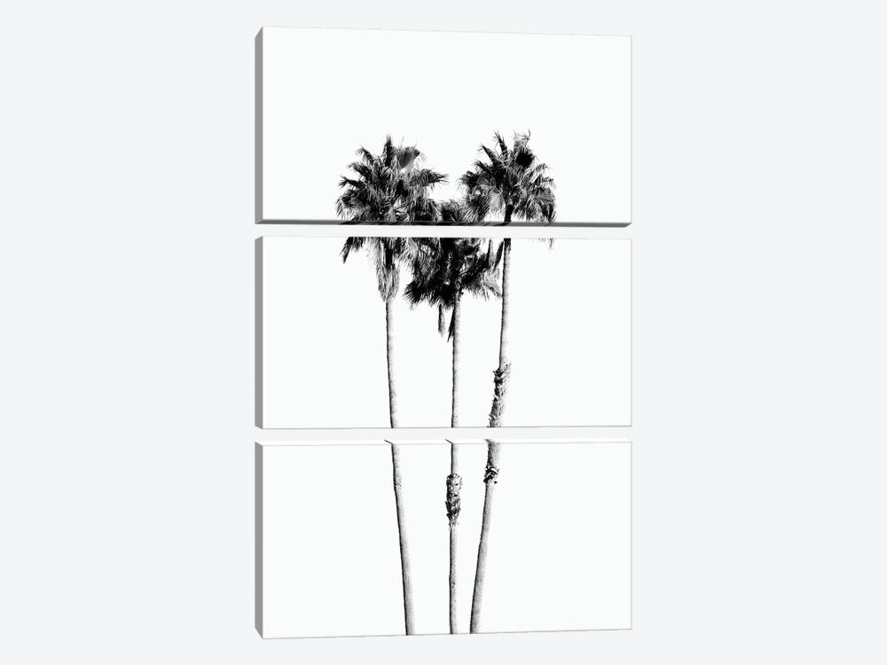 Palm Trees Black White Vibes VII by Anita's & Bella's Art 3-piece Canvas Art Print