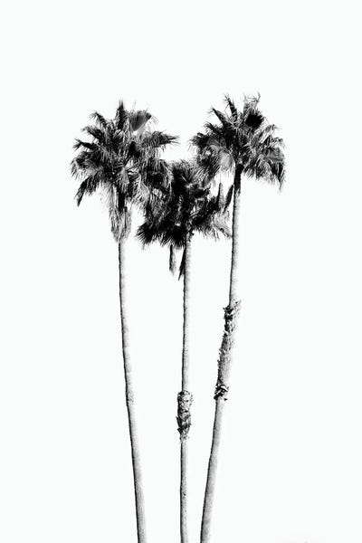 Pineapples: Palm Trees VII Black White Vibes by Anita's & Bella's Art