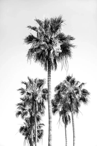 Palm Trees VIII Black White Vibes by Anita's & Bella's Art framed canvas print