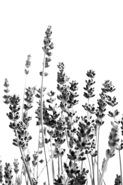 Lavender: Purple Lavender In Black White I by Anita's & Bella's Art