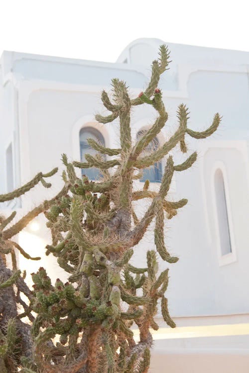 Santorini Cactus Dream I