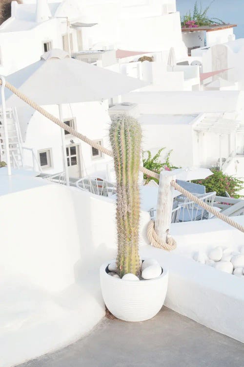 Santorini Cactus Dream II