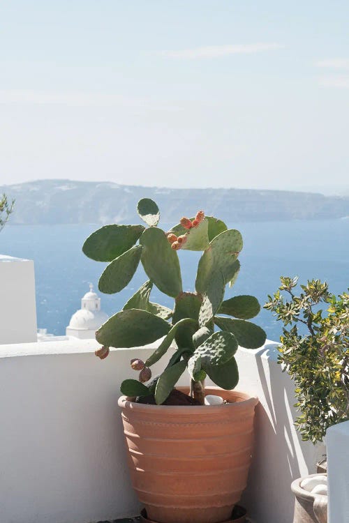 Santorini Cactus Dream III