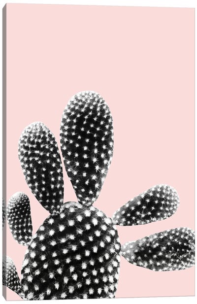 Black Blush Cactus Dream I Canvas Art Print - Anita's & Bella's Art