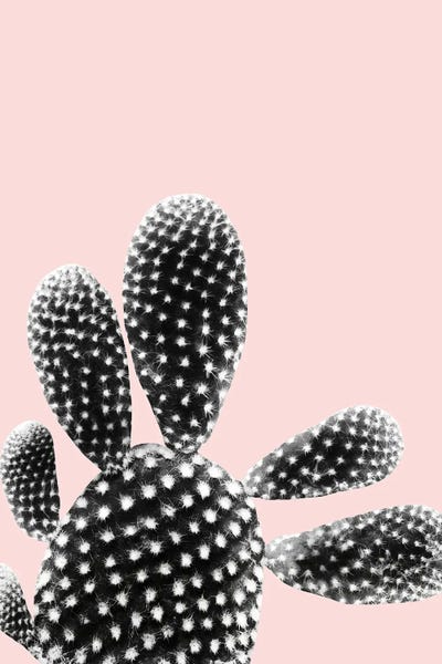 Anita's & Bella's Art: Black Blush Cactus Dream I by Anita's & Bella's Art