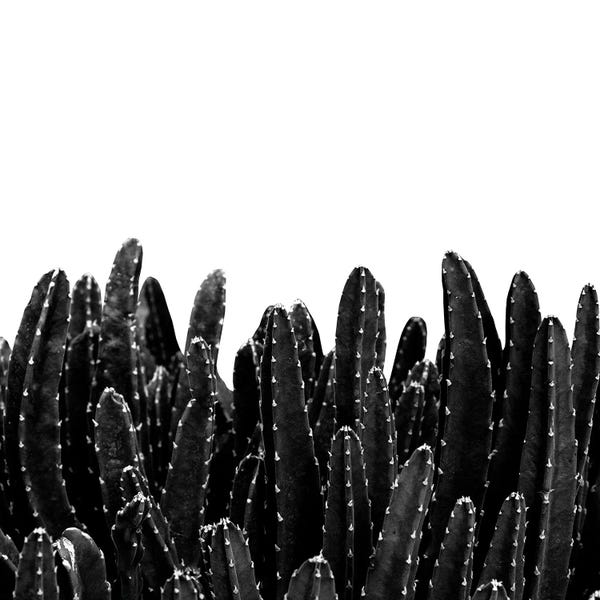 Anita's & Bella's Art: Black Cacti Dream I by Anita's & Bella's Art