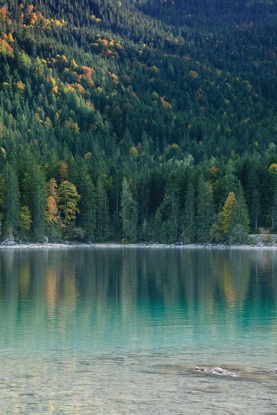 Tree Reflection In Lake II