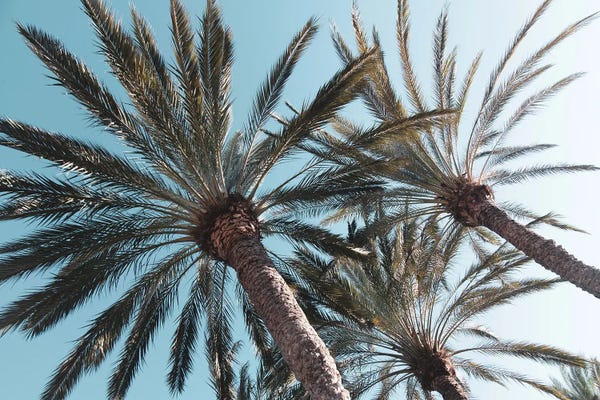 Anita's & Bella's Art: Palm Trees Bliss by Anita's & Bella's Art