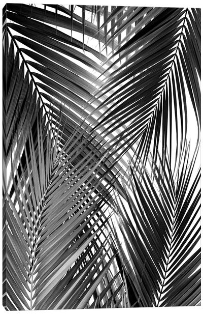 Black Palm Leaves Dream - Cali Summer Vibes III Canvas Art Print - Anita's & Bella's Art