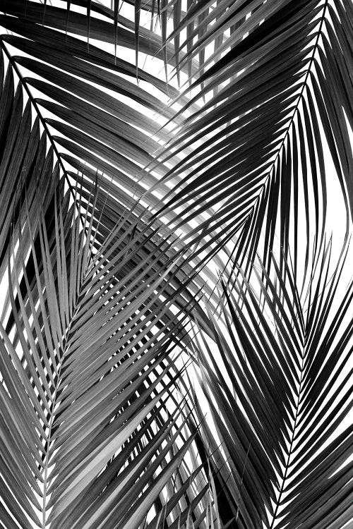 Black Palm Leaves Dream - Cali Summer Vibes III by Anita's & Bella's Art wall art