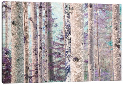 Fairytale Forest Canvas Art Print - Birch Tree Art