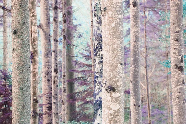 Anita's & Bella's Art: Fairytale Forest by Anita's & Bella's Art