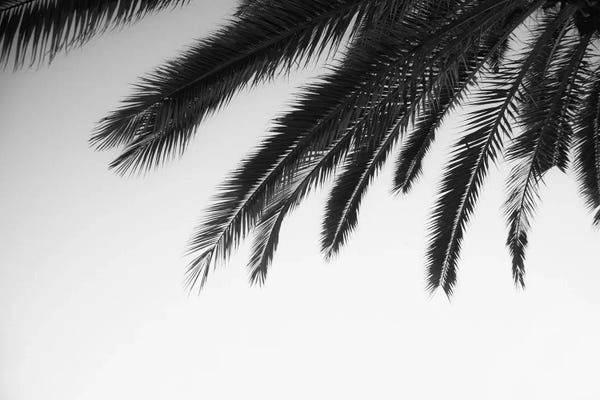 Black & White Florals: Dreamy Palms II by Anita's & Bella's Art