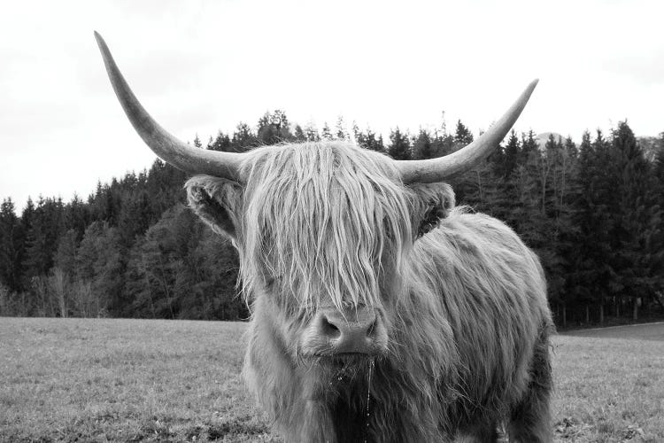 Highland Cow VI by Anita's & Bella's Art wall art