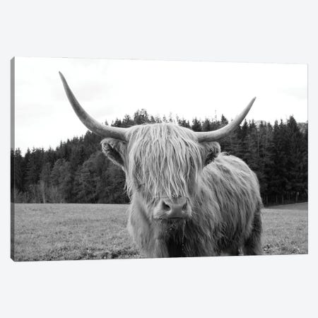 Highland Cow VI Canvas Print #ABM403} by Anita's & Bella's Art Canvas Print