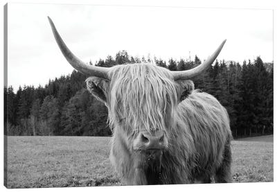 Highland Cow VI Canvas Art Print - Black & White Animal Art