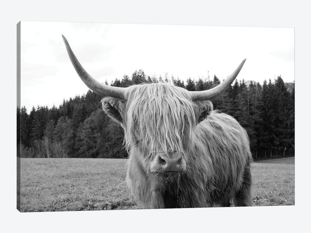 Highland Cow VI by Anita's & Bella's Art 1-piece Art Print