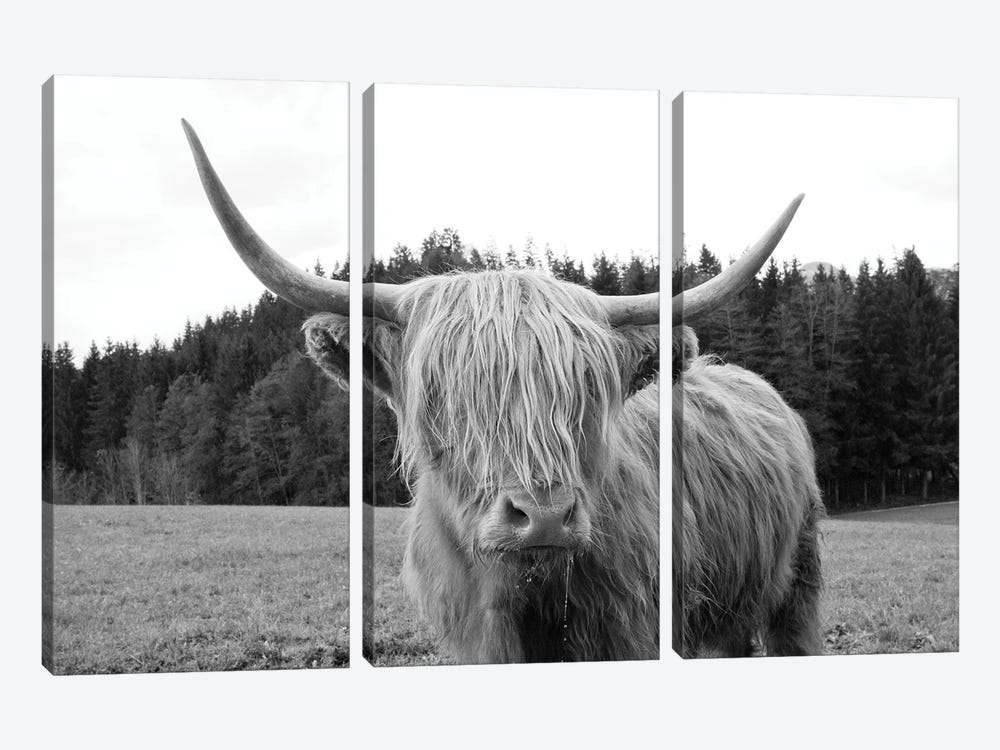 Highland Cow VI by Anita's & Bella's Art 3-piece Canvas Art Print
