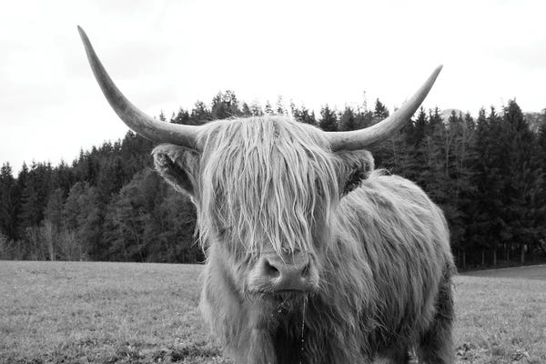 Black & White Animal Art: Highland Cow VI by Anita's & Bella's Art