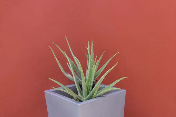 Still Life Photography: Aloe Vera In A Pot by Anita's & Bella's Art