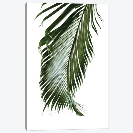 Palm Leaf Finesse II Canvas Print #ABM411} by Anita's & Bella's Art Canvas Artwork