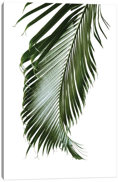 Palm Leaf Finesse II Canvas Art Print - Anita's & Bella's Art