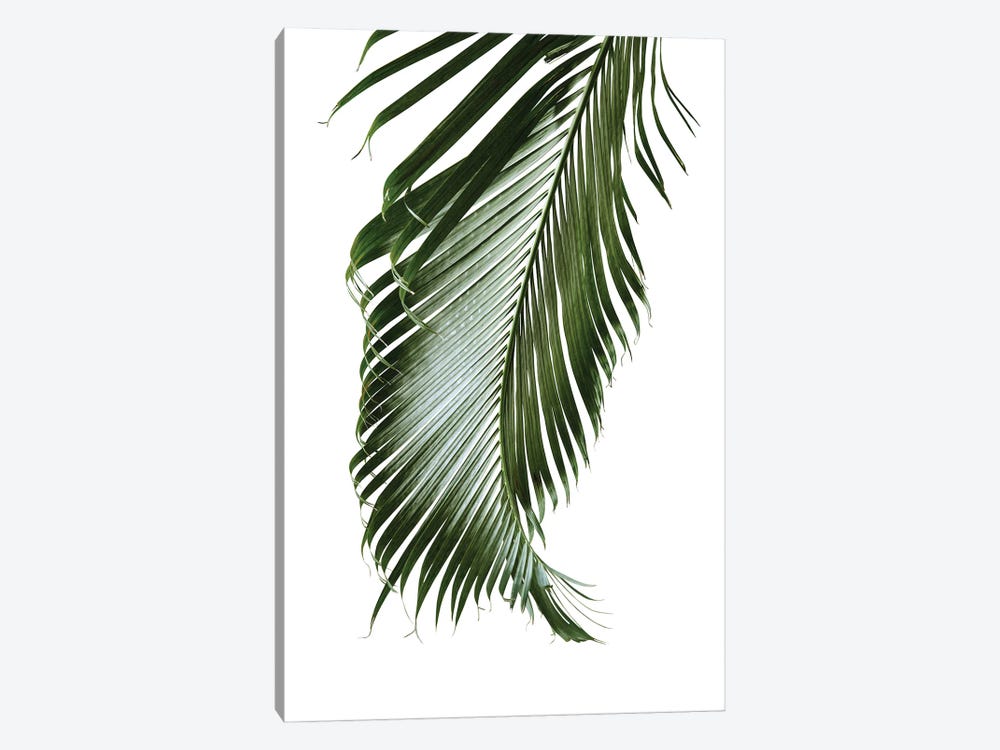 Palm Leaf Finesse II by Anita's & Bella's Art 1-piece Canvas Art