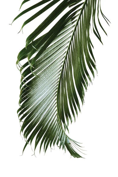 Minimalist Photography: Palm Leaf Finesse II by Anita's & Bella's Art