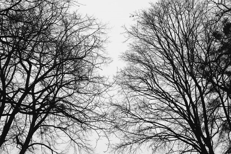 Tree Silhouettes