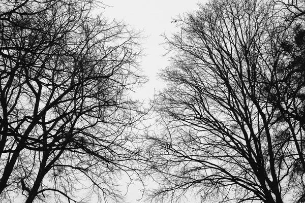 Anita's & Bella's Art: Tree Silhouettes by Anita's & Bella's Art