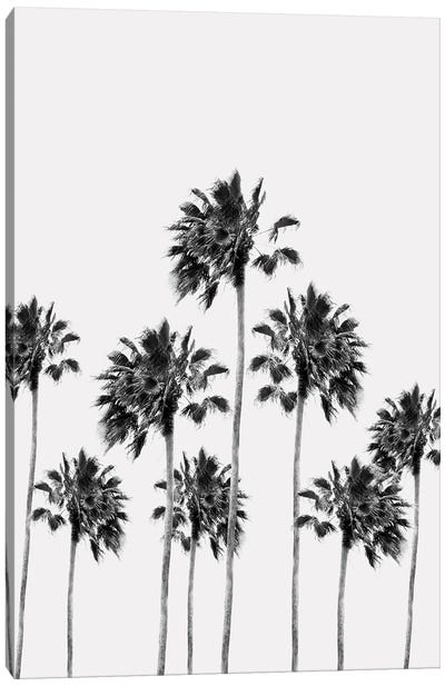 Black White Palm Trees Finesse I Canvas Art Print - Anita's & Bella's Art