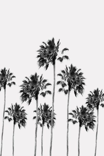 Tropical Living Room: Black White Palm Trees Finesse I by Anita's & Bella's Art